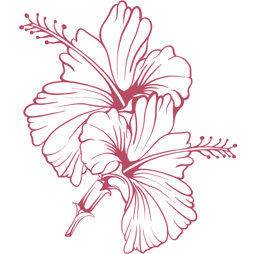 Dessin d'un hibiscus en rose clair